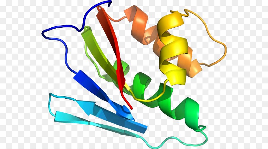 Structure Des Protéines，Molécule PNG