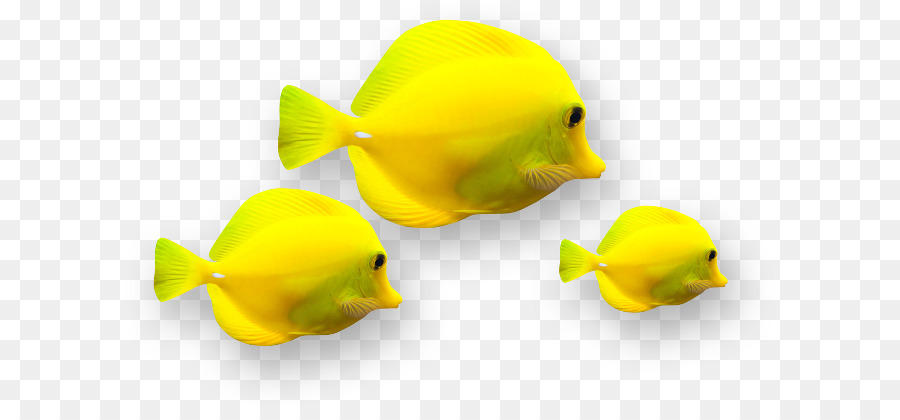 Poisson Jaune，Aquatique PNG