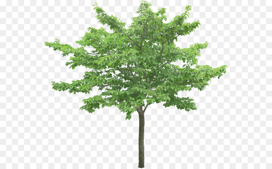 Arbre Vert，Usine PNG