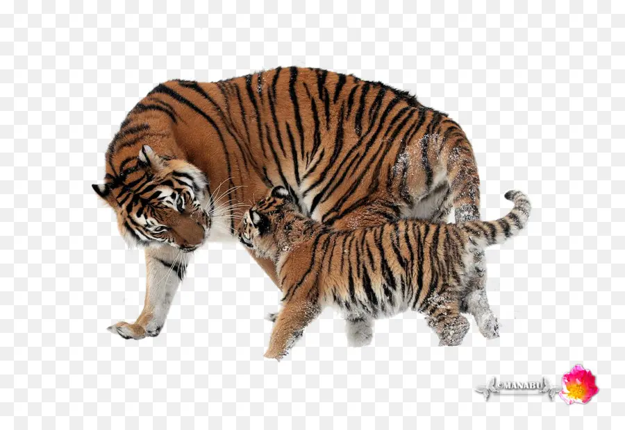 Tigres，Tigre PNG