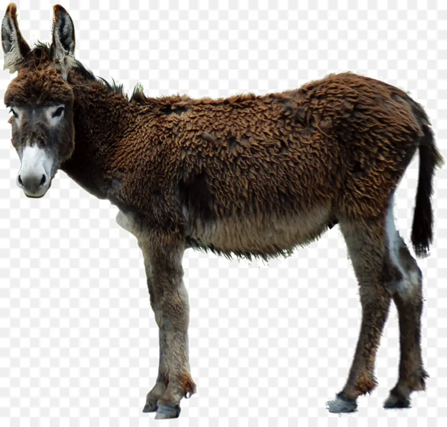 Donkey，Poitou âne PNG