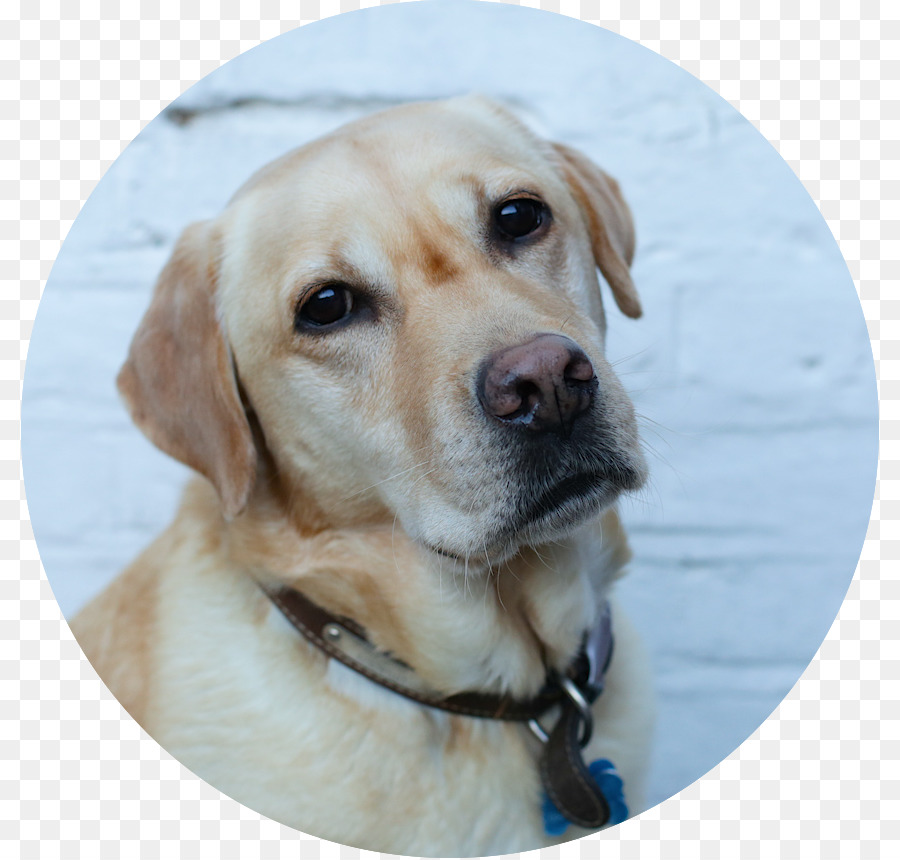 Le Labrador Retriever，Golden Retriever PNG