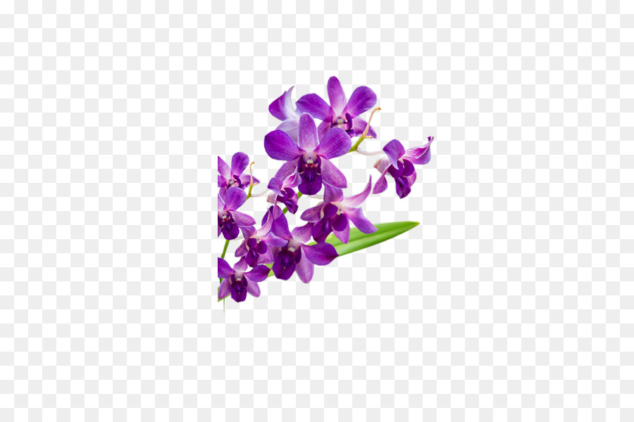 Orchidée Violette，Usine PNG