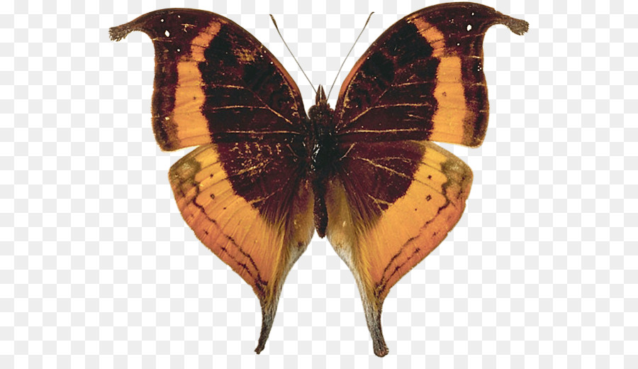 Papillons，Piridae PNG