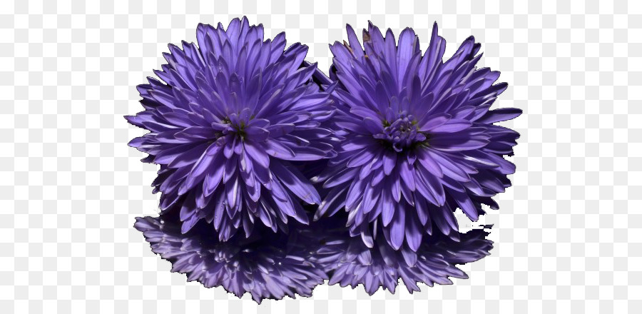 Aster，New York Aster PNG