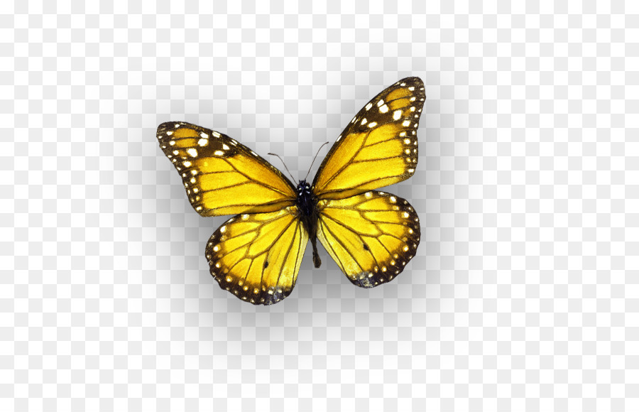 Papillon，Ailes PNG