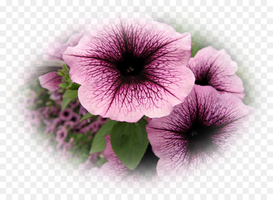 Fleurs Roses，Fleurs PNG