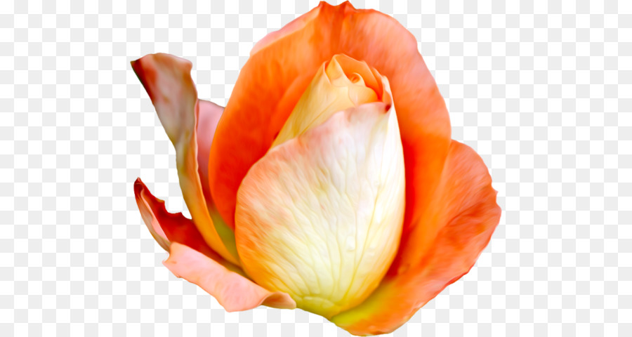 Fleur，Les Roses De Jardin PNG