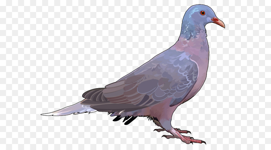 Pigeon，Coloré PNG