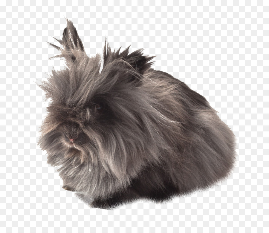 Un Lapin Domestique，L Affenpinscher PNG