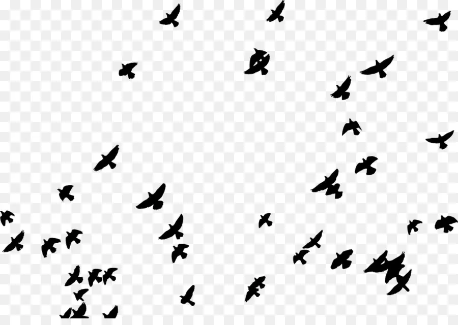 Oiseaux Volants，Troupeau PNG