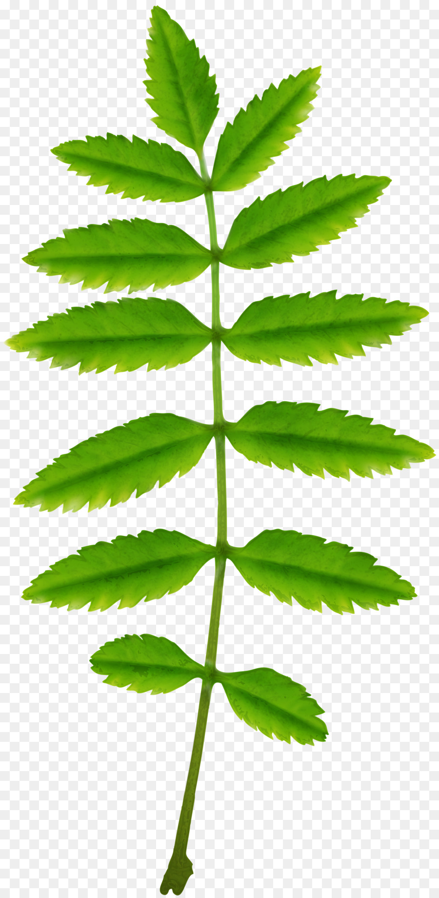 Feuilles Vertes，Nature PNG