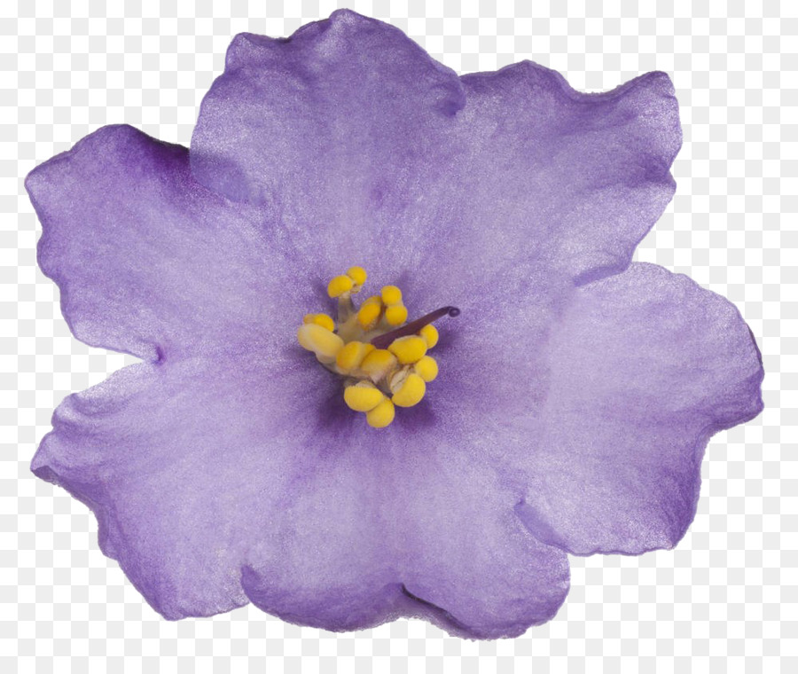 Fleur Violette，Campanule PNG