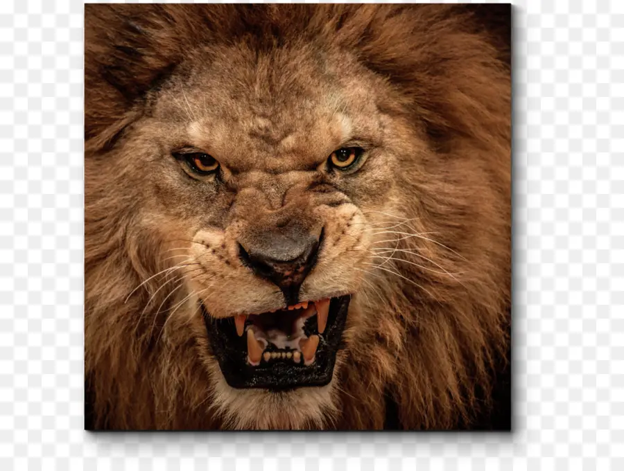 Lion，Rugissement PNG