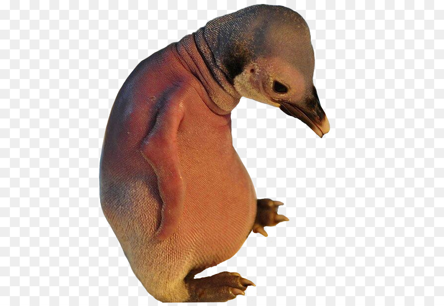 Pingouin，Oiseau PNG