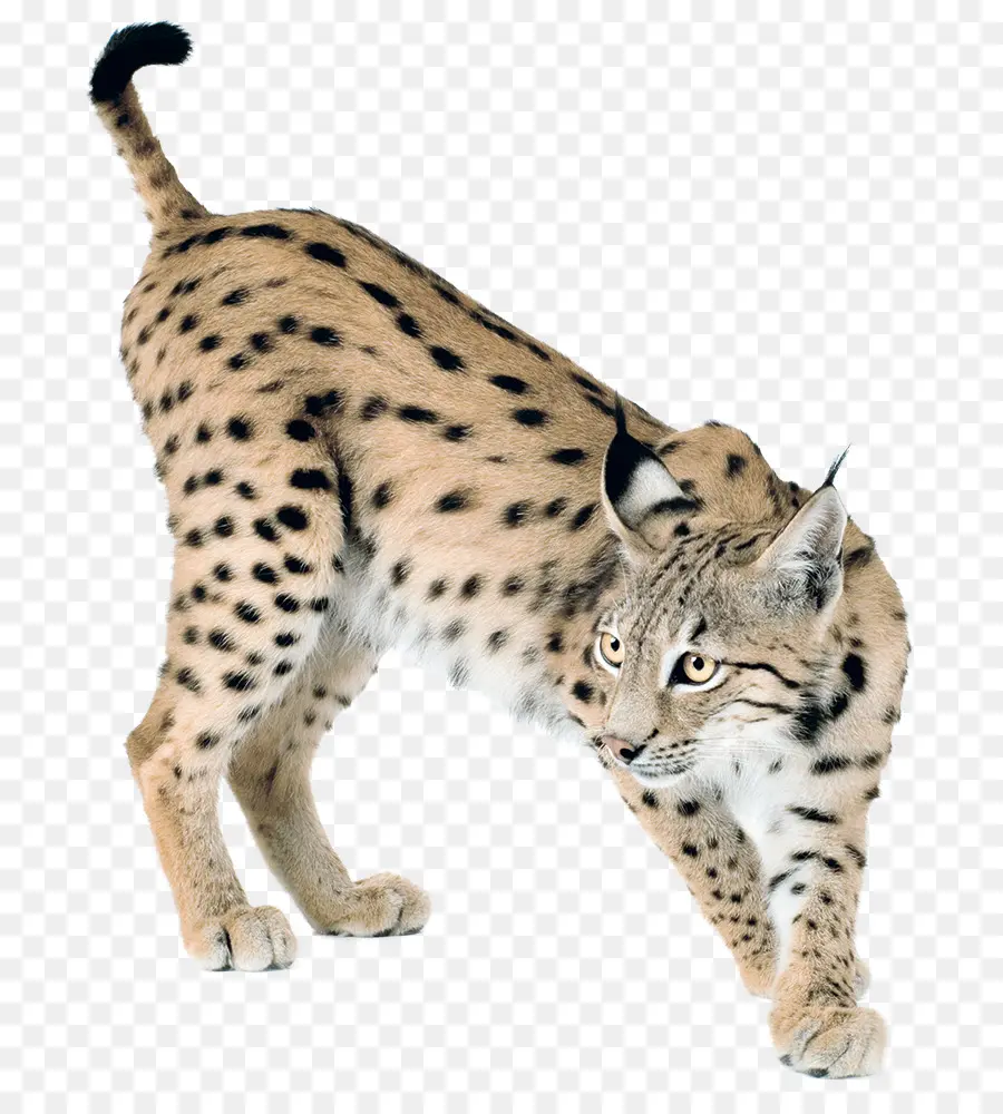 Le Guépard，Les Moustaches PNG