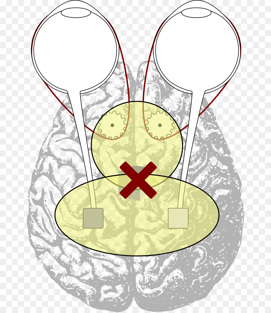 La Coordination Motrice，Cerveau PNG