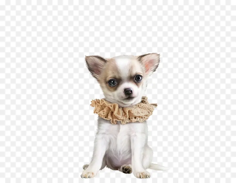 Chiot Mignon，Chien PNG