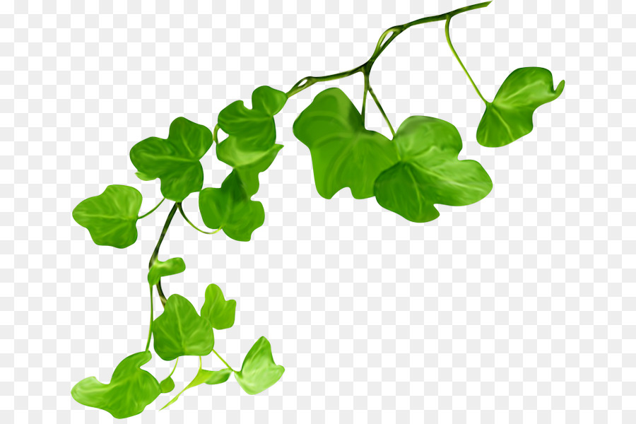 Lierre Vert，Feuilles PNG