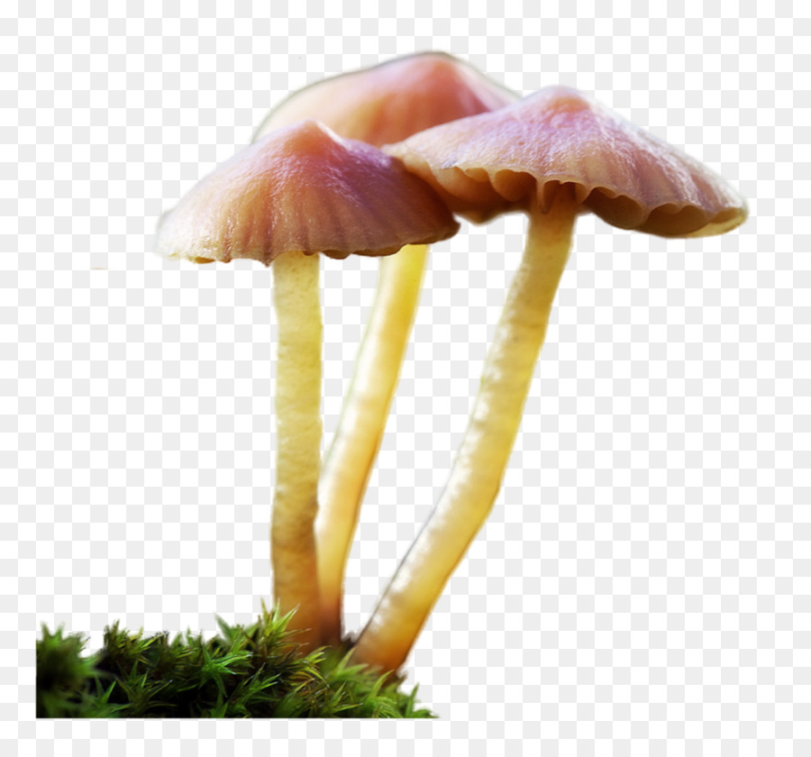 Champignon Comestible，Agaricaceae PNG