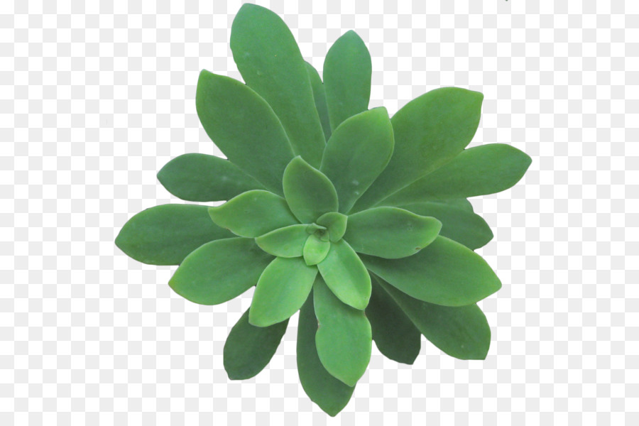 Feuille Verte，Nature PNG