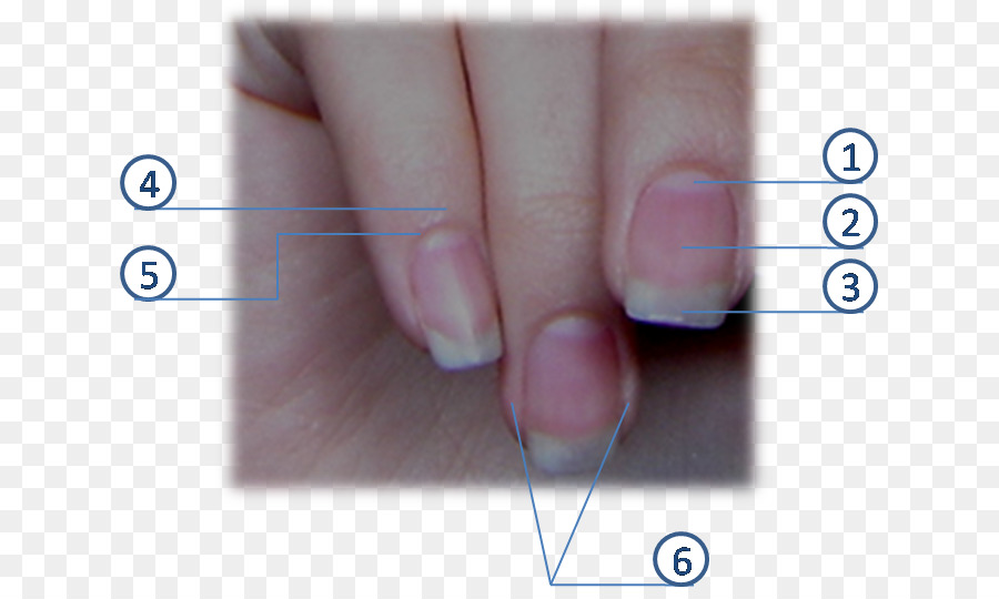 Des Ongles，Lunule PNG