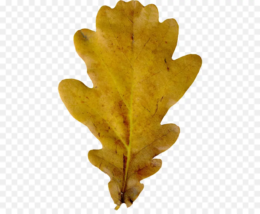 Feuille，Jaune PNG