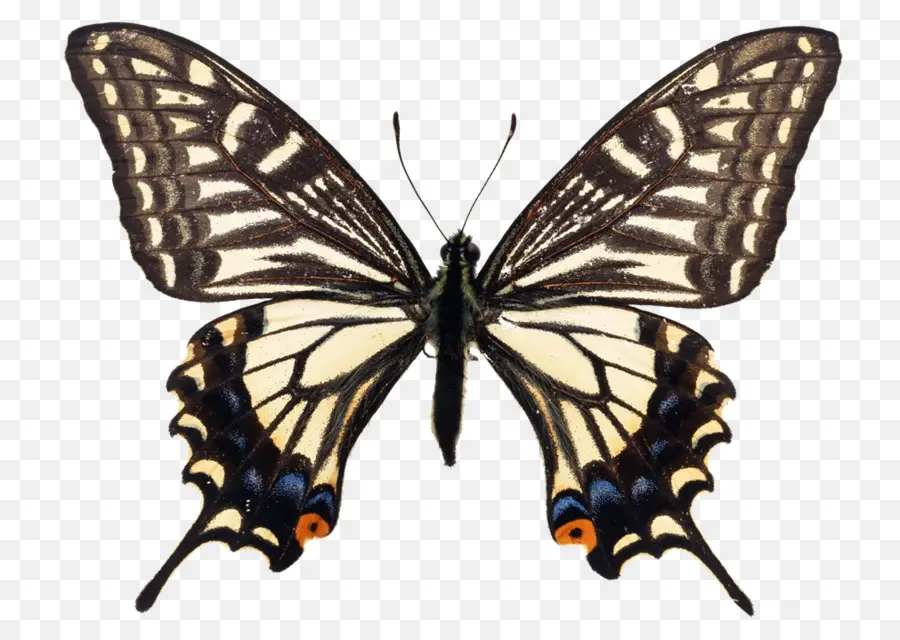 Papillon，Ailes PNG