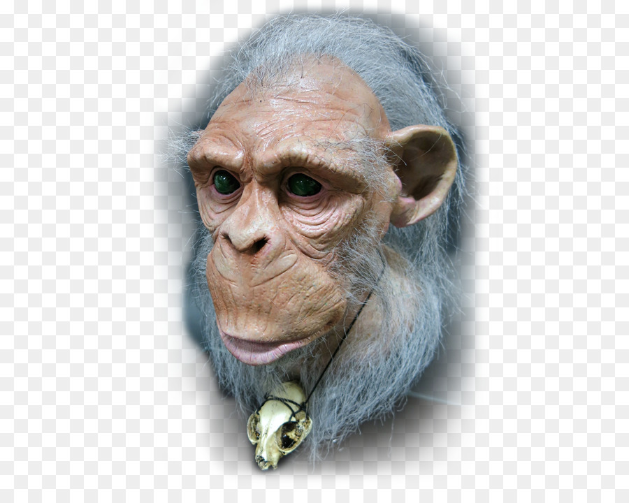 Chimpanzé Commun，Sage PNG
