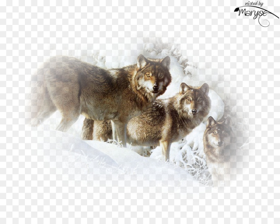 Loup Gris，Chat PNG