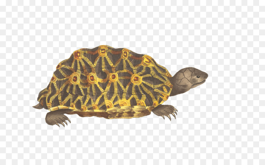 Tortue，Reptile PNG