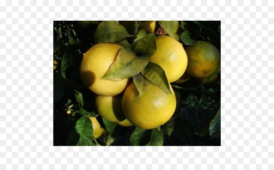 Citron，Bergamote PNG