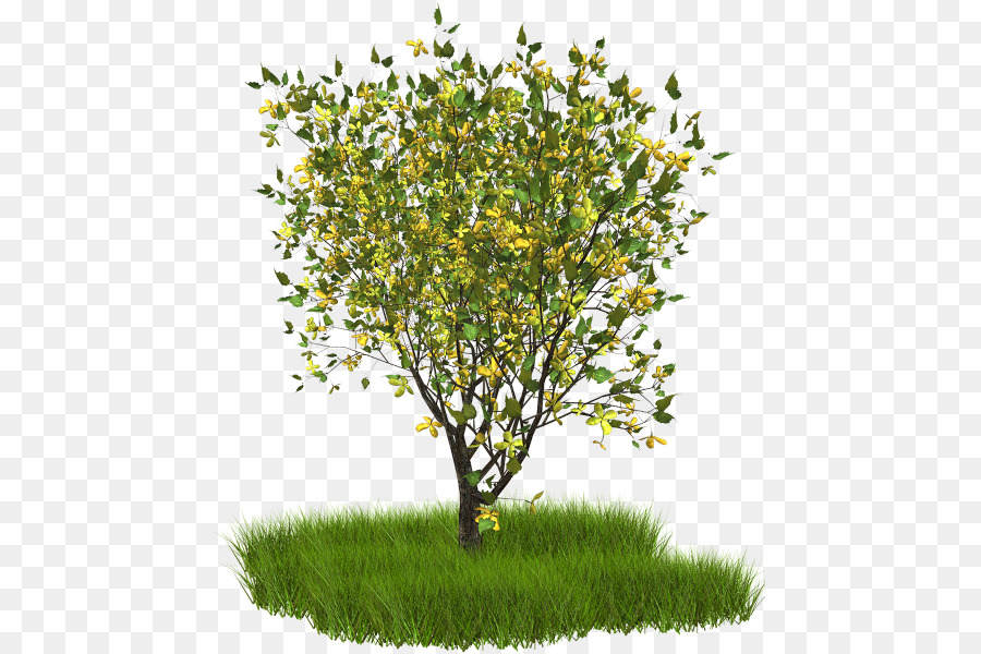 Branche，Arbre PNG