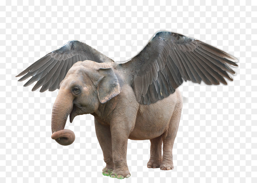 Éléphant Volant，Ailes PNG