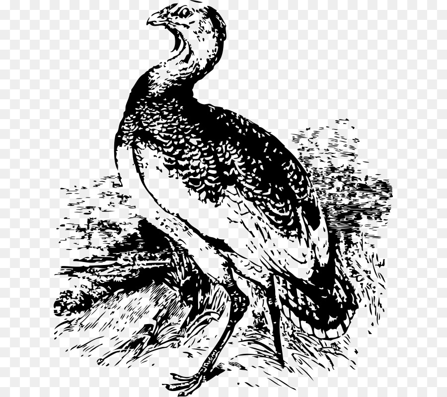 Oiseau，Oiseau De Proie PNG