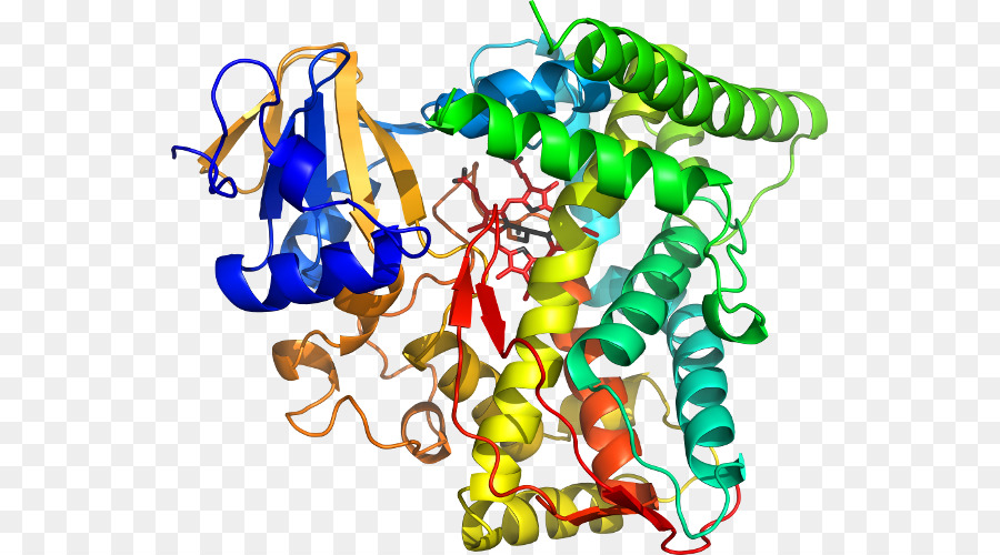 Structure Des Protéines，Biologie PNG