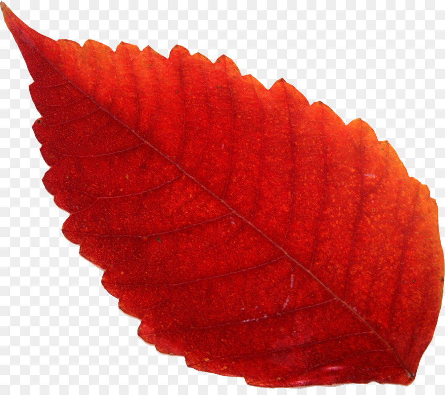 Feuille，Automne PNG