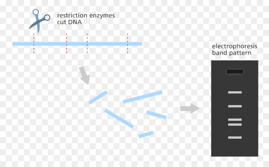 L Enzyme De Restriction，Carte De Restriction PNG