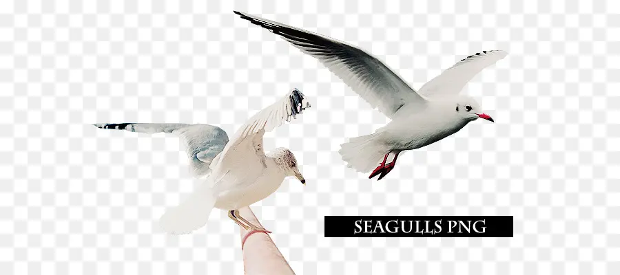 Mouettes，Vol PNG