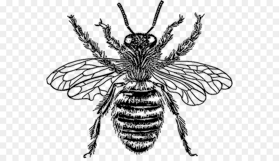 Abeille，Insecte PNG