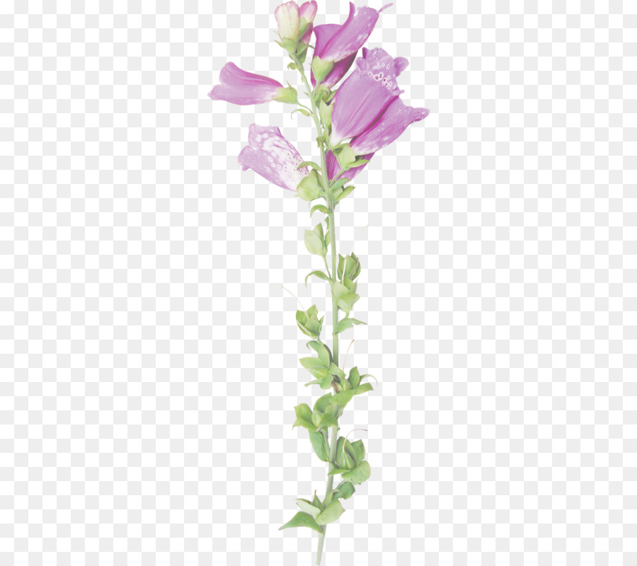 Fleur Violette，Usine PNG