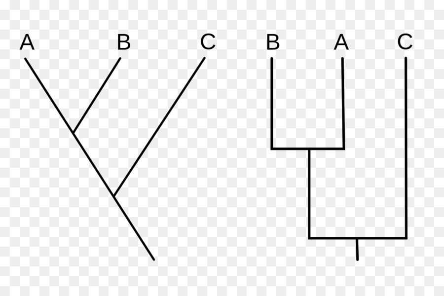 Arbres Phylogénétiques，Évolution PNG