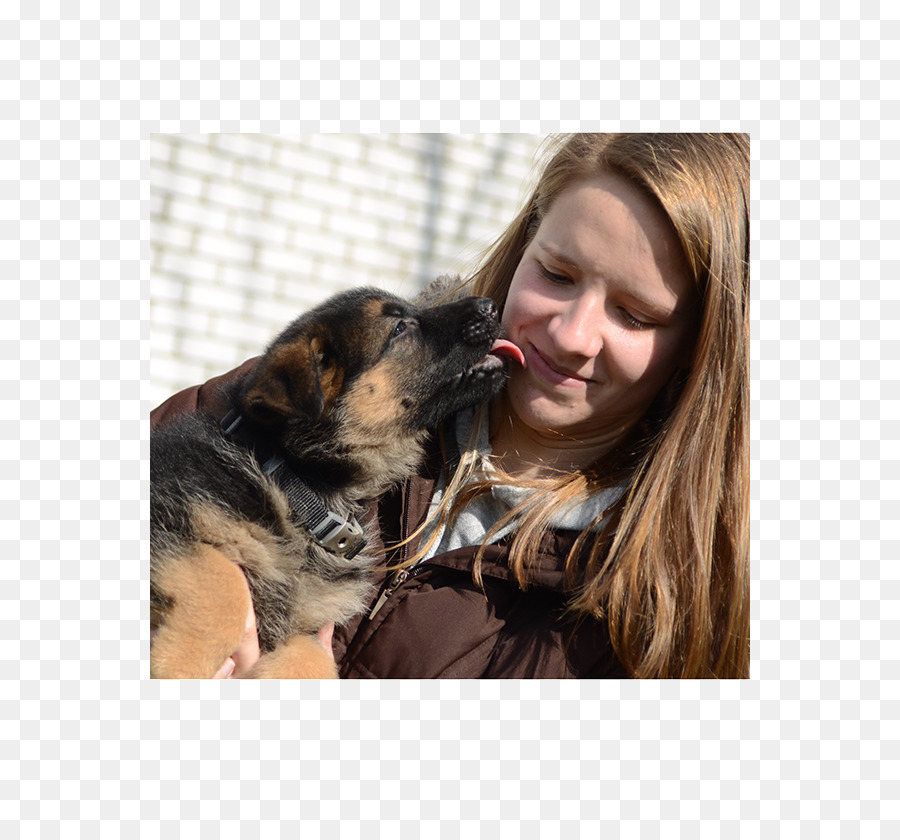 Chiot，Berger Allemand PNG