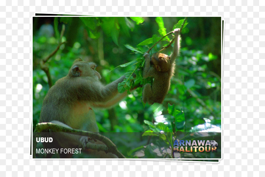 Forêt Des Singes D Ubud，Macaque PNG