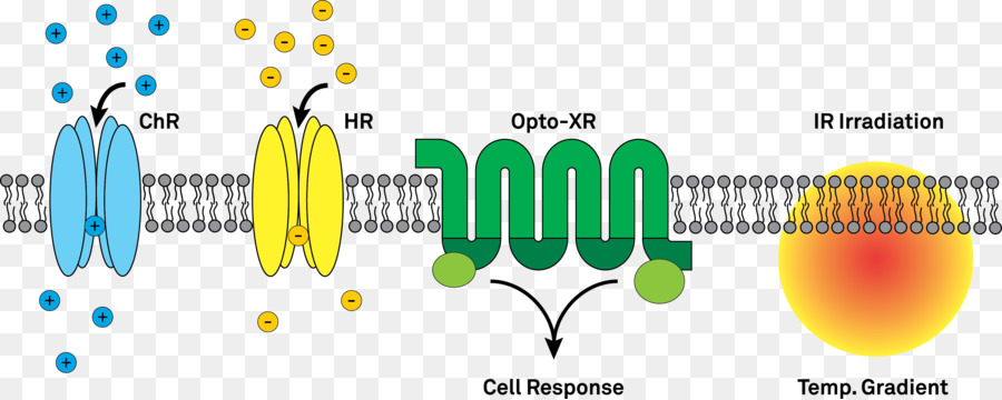 Optogénétique，Canalrhodopsine PNG