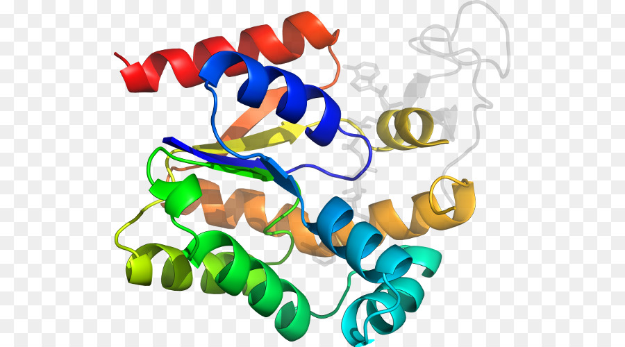 Structure Des Protéines，Biologie PNG