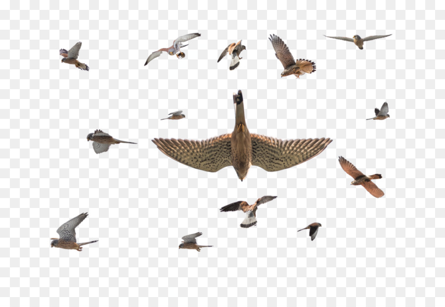 Oiseaux Volants，Mouettes PNG