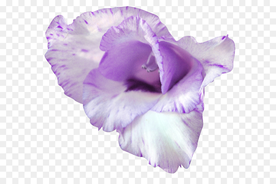 Lilas，Violet PNG