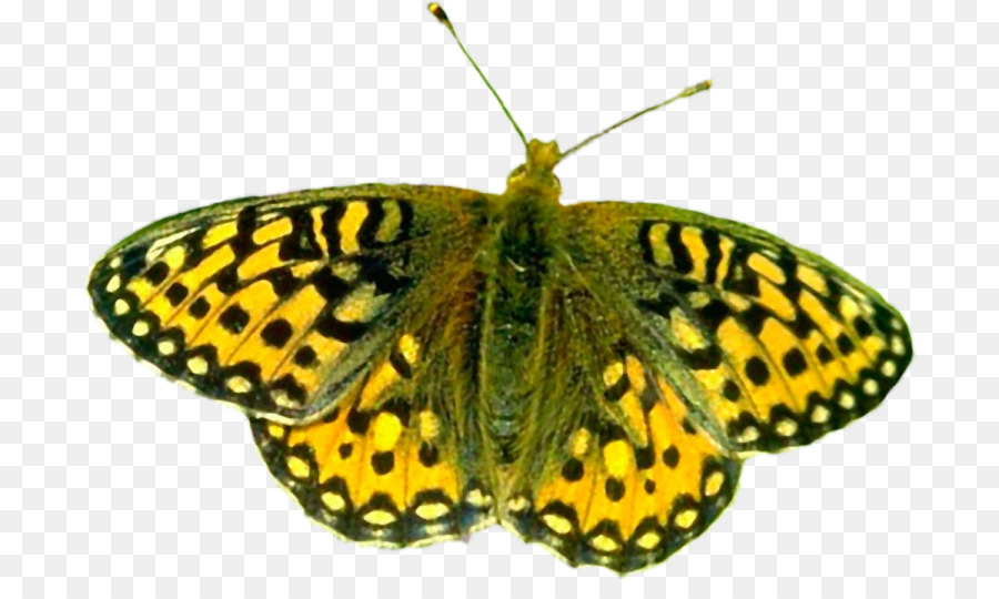 Papillon，Insecte PNG