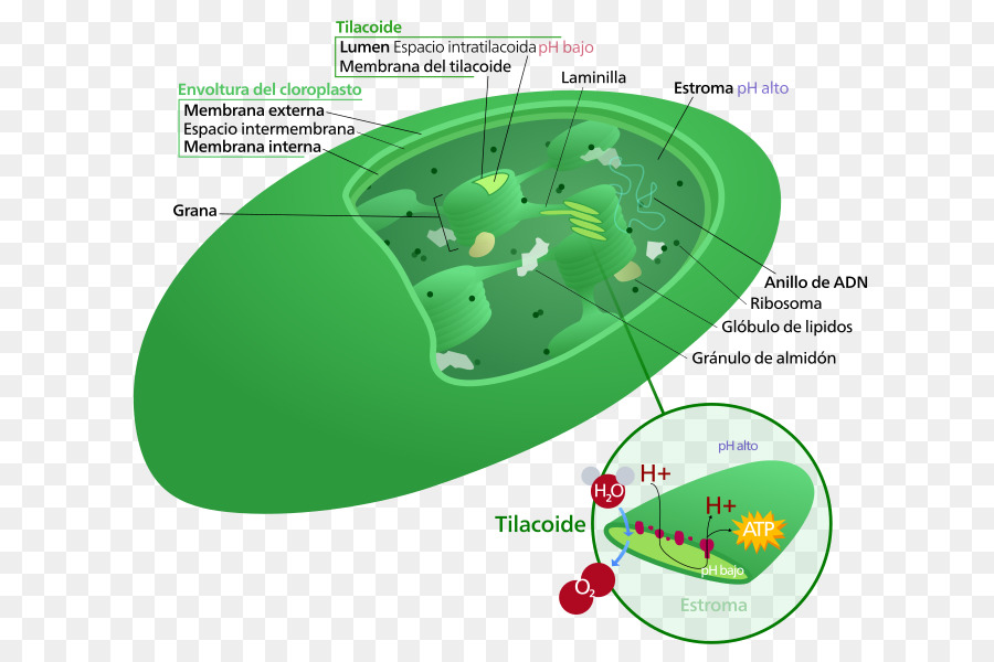 Chloroplaste，Cellule Végétale PNG